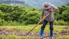arrendmaientos de fincas